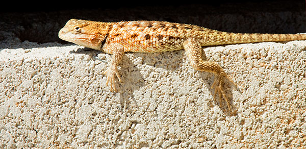 Twin-spotted Spiny Lizard Sceloporus bimaculosus  