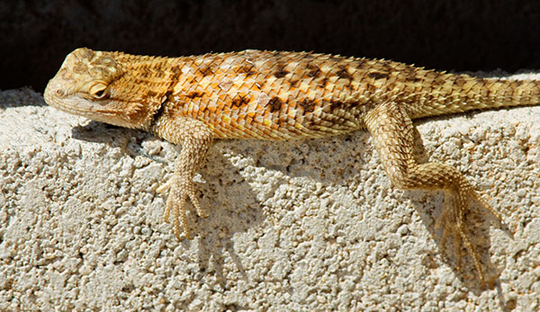 Twin-spotted Spiny Lizard Sceloporus bimaculosus  