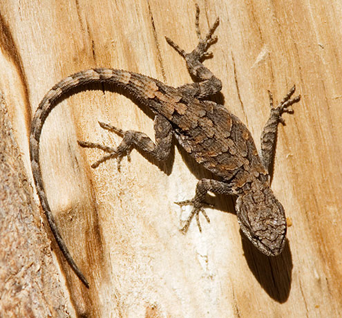 Ornate Tree Lizard Urosaurus ornatus