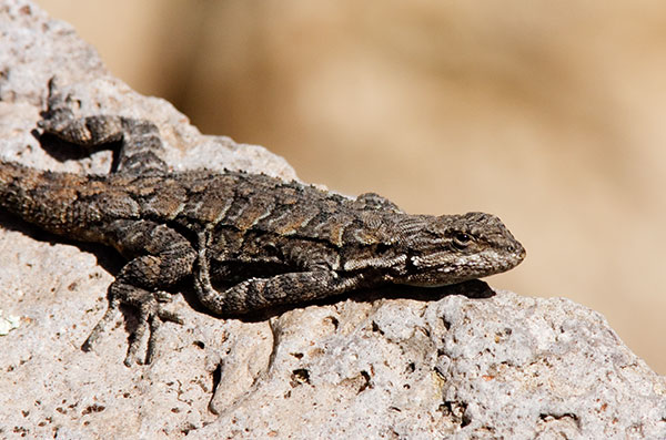 Ornate Tree Lizard Urosaurus ornatus