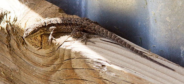 Ornate Tree Lizard Urosaurus ornatus