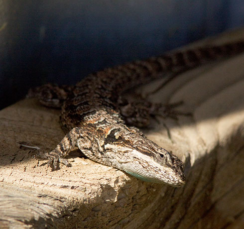 Ornate Tree Lizard Urosaurus ornatus