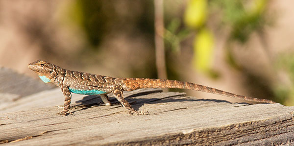 Ornate Tree Lizard Urosaurus ornatus