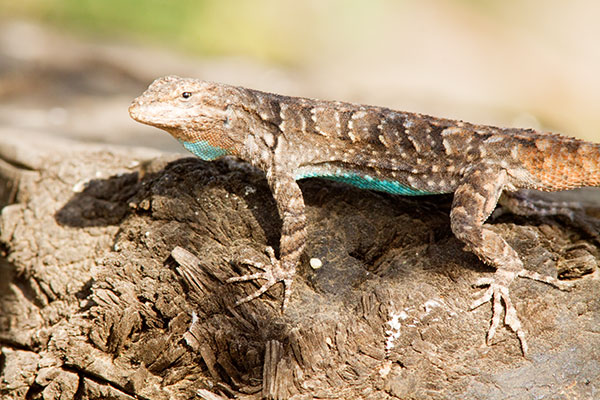 Ornate Tree Lizard Urosaurus ornatus