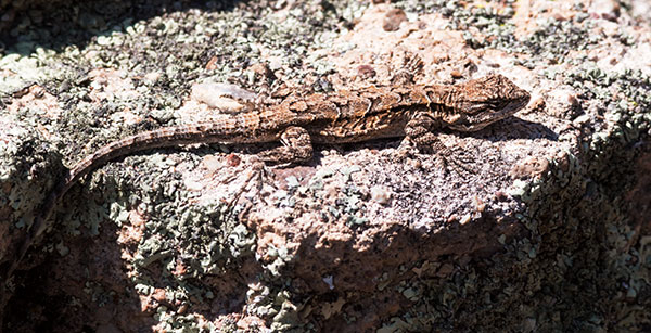 Ornate Tree Lizard Urosaurus ornatus