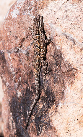 Ornate Tree Lizard Urosaurus ornatus