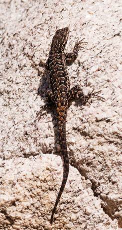 Ornate Tree Lizard Urosaurus ornatus