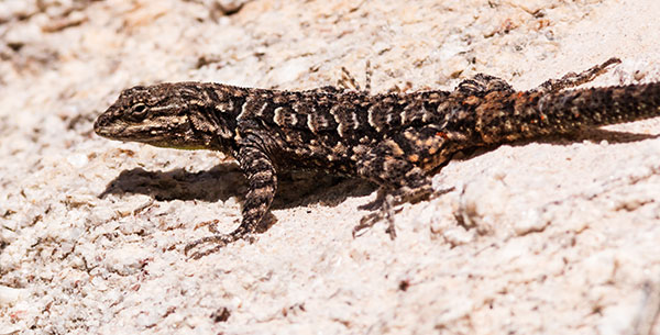 Ornate Tree Lizard Urosaurus ornatus