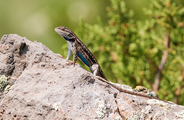 Ornate Tree Lizard Urosaurus ornatus