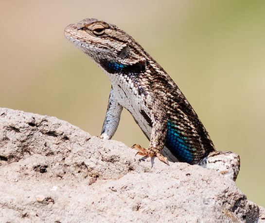 Ornate Tree Lizard Urosaurus ornatus