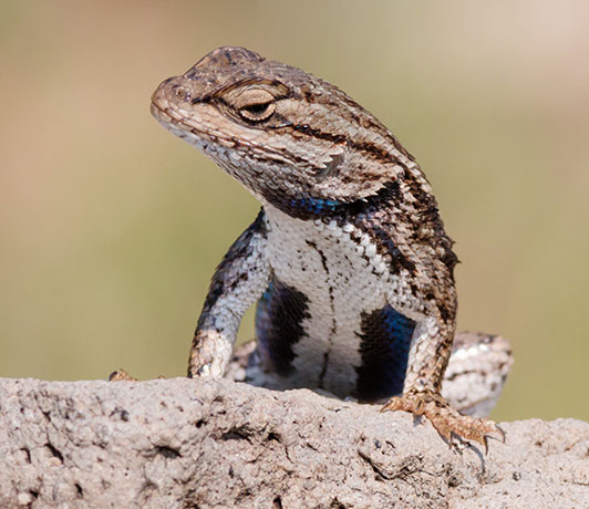 Ornate Tree Lizard Urosaurus ornatus