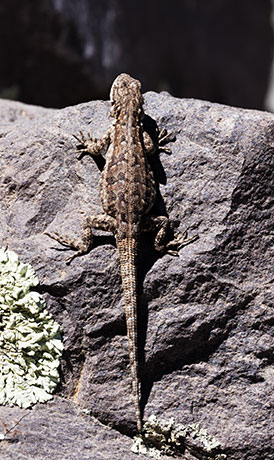 Ornate Tree Lizard Urosaurus ornatus