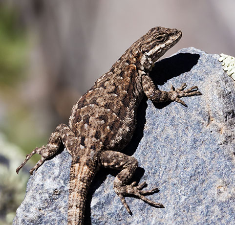 Ornate Tree Lizard Urosaurus ornatus