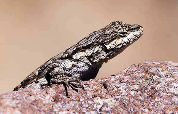 Ornate Tree Lizard Urosaurus ornatus