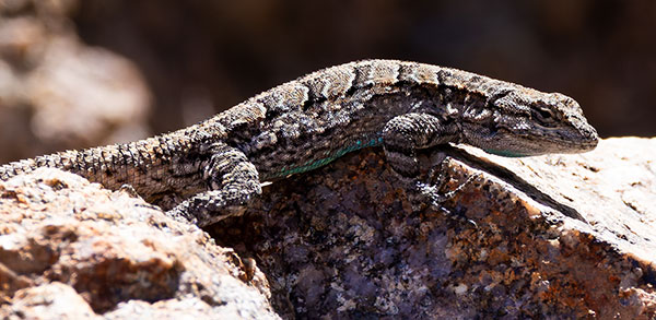 Ornate Tree Lizard Urosaurus ornatus