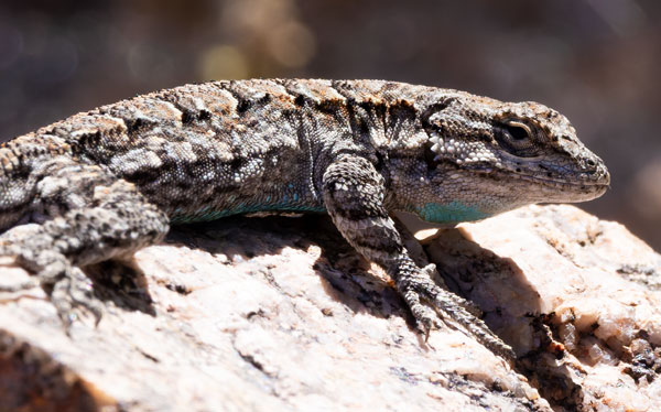 Ornate Tree Lizard Urosaurus ornatus
