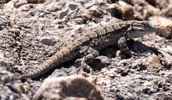 Ornate Tree Lizard Urosaurus ornatus