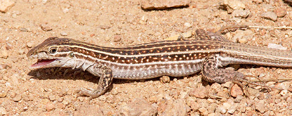 Chihuahuan Spotted Whiptail Lizard Aspidoscelis exsanguis Chihuahuan Spotted Whiptail Lizard Aspidoscelis exsanguis