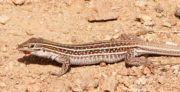 Chihuahuan Spotted Whiptail Lizard Aspidoscelis exsanguis Chihuahuan Spotted Whiptail Lizard Aspidoscelis exsanguis