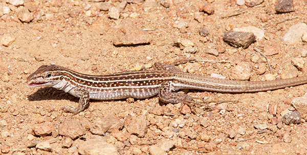 Chihuahuan Spotted Whiptail Lizard Aspidoscelis exsanguis Chihuahuan Spotted Whiptail Lizard Aspidoscelis exsanguis