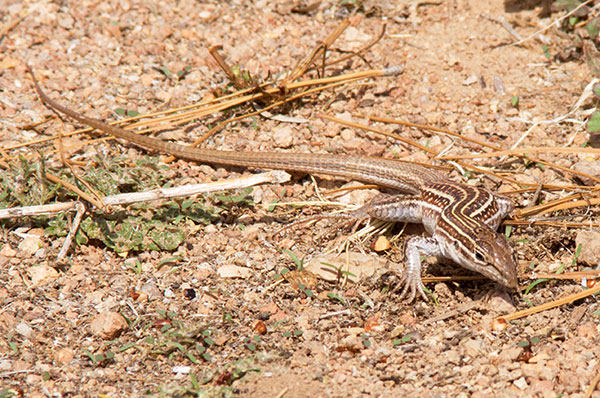Chihuahuan Spotted Whiptail Lizard Aspidoscelis exsanguis Chihuahuan Spotted Whiptail Lizard Aspidoscelis exsanguis