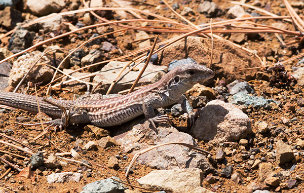 Chihuahuan Spotted Whiptail Lizard Aspidoscelis exsanguis 