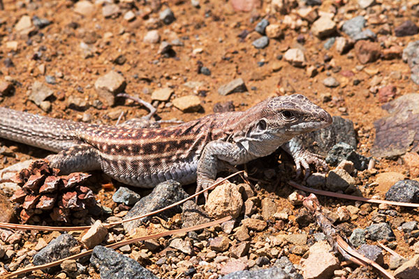 Chihuahuan Spotted Whiptail Lizard Aspidoscelis exsanguis 