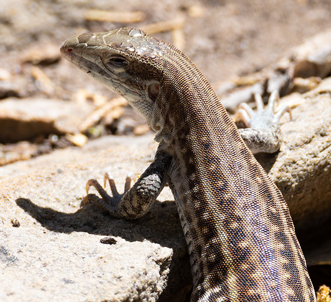 Chihuahuan Spotted Whiptail Lizard Aspidoscelis exsanguis 