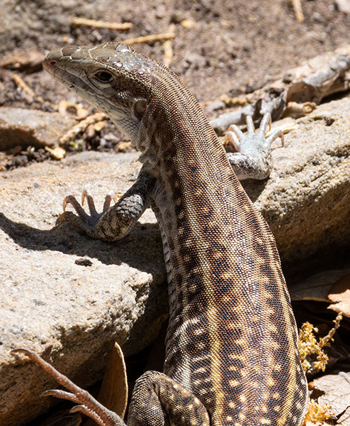 Chihuahuan Spotted Whiptail Lizard Aspidoscelis exsanguis 