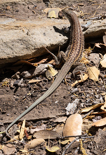 Chihuahuan Spotted Whiptail Lizard Aspidoscelis exsanguis 