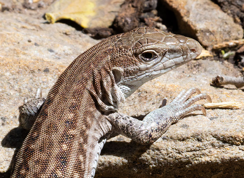 Chihuahuan Spotted Whiptail Lizard Aspidoscelis exsanguis 
