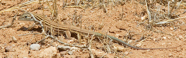 Desert Grassland Whiptail Lizard Aspidoscelis uniparens 