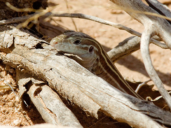Desert Grassland Whiptail Lizard Aspidoscelis uniparens 