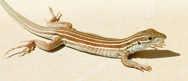 Desert Grassland Whiptail Lizard Aspidoscelis uniparens 