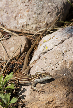 Desert Grassland Whiptail Lizard Aspidoscelis uniparens 