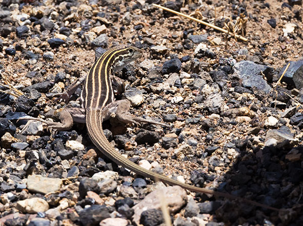 Desert Grassland Whiptail Lizard Aspidoscelis uniparens 