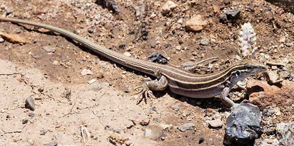 Desert Grassland Whiptail Lizard Aspidoscelis uniparens 