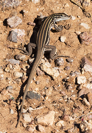 Desert Grassland Whiptail Lizard Aspidoscelis uniparens 