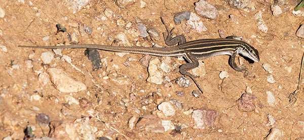 Desert Grassland Whiptail Lizard Aspidoscelis uniparens 