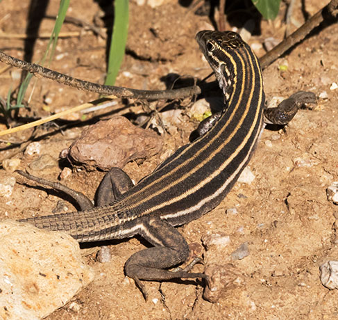 Desert Grassland Whiptail Lizard Aspidoscelis uniparens 