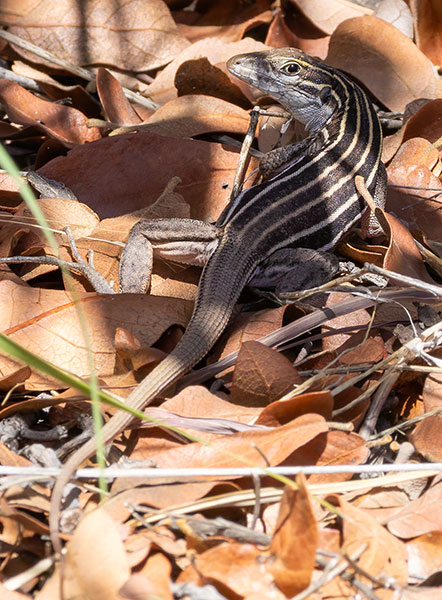 Desert Grassland Whiptail Lizard Aspidoscelis uniparens 