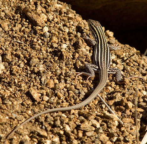 Gila Spotted Whiptail Lizard Aspidoscelis flagellicauda Gila Spotted Whiptail Lizard Aspidoscelis flagellicauda