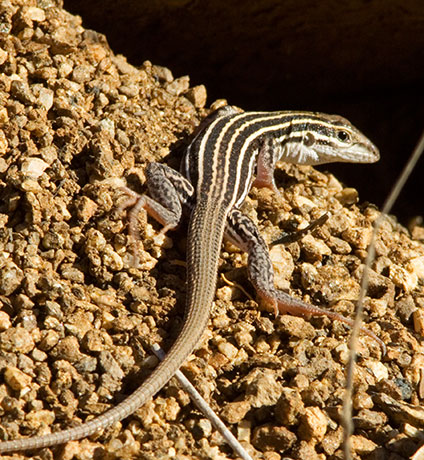 Gila Spotted Whiptail Lizard Aspidoscelis flagellicauda Gila Spotted Whiptail Lizard Aspidoscelis flagellicauda
