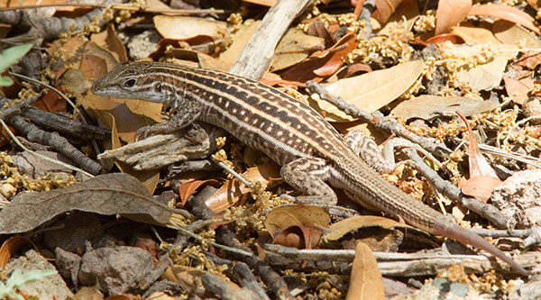 Gila Spotted Whiptail Lizard Aspidoscelis flagellicauda Gila Spotted Whiptail Lizard Aspidoscelis flagellicauda