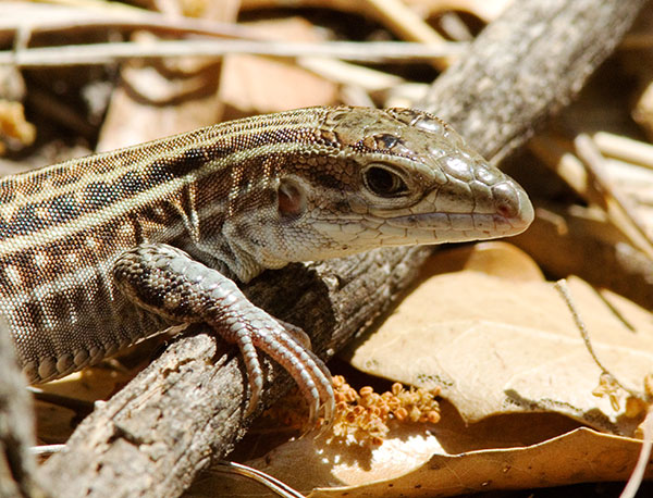 Gila Spotted Whiptail Lizard Aspidoscelis flagellicauda Gila Spotted Whiptail Lizard Aspidoscelis flagellicauda