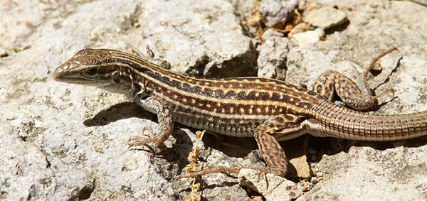 Gila Spotted Whiptail Lizard Aspidoscelis flagellicauda 