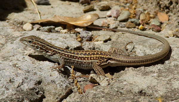 Gila Spotted Whiptail Lizard Aspidoscelis flagellicauda 