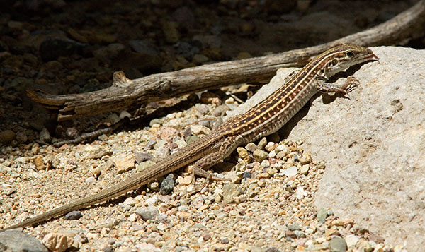 Gila Spotted Whiptail Lizard Aspidoscelis flagellicauda 