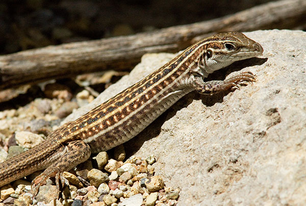 Gila Spotted Whiptail Lizard Aspidoscelis flagellicauda  Gila Spotted Whiptail Lizard Aspidoscelis flagellicauda