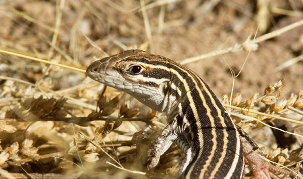 Gila Spotted Whiptail Lizard Aspidoscelis flagellicauda 